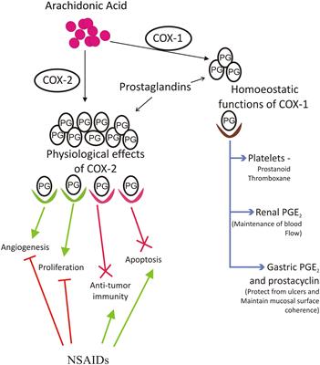 Role of Modulator of Inflammation Cyclooxygenase-2 in Gammaherpesvirus Mediated Tumorigenesis